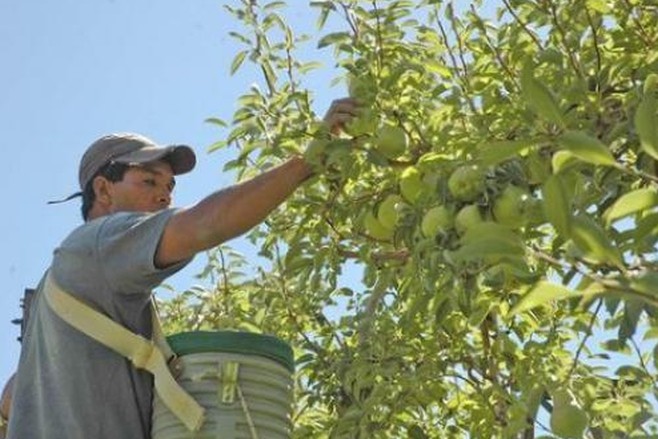 Trabajadores de la fruta